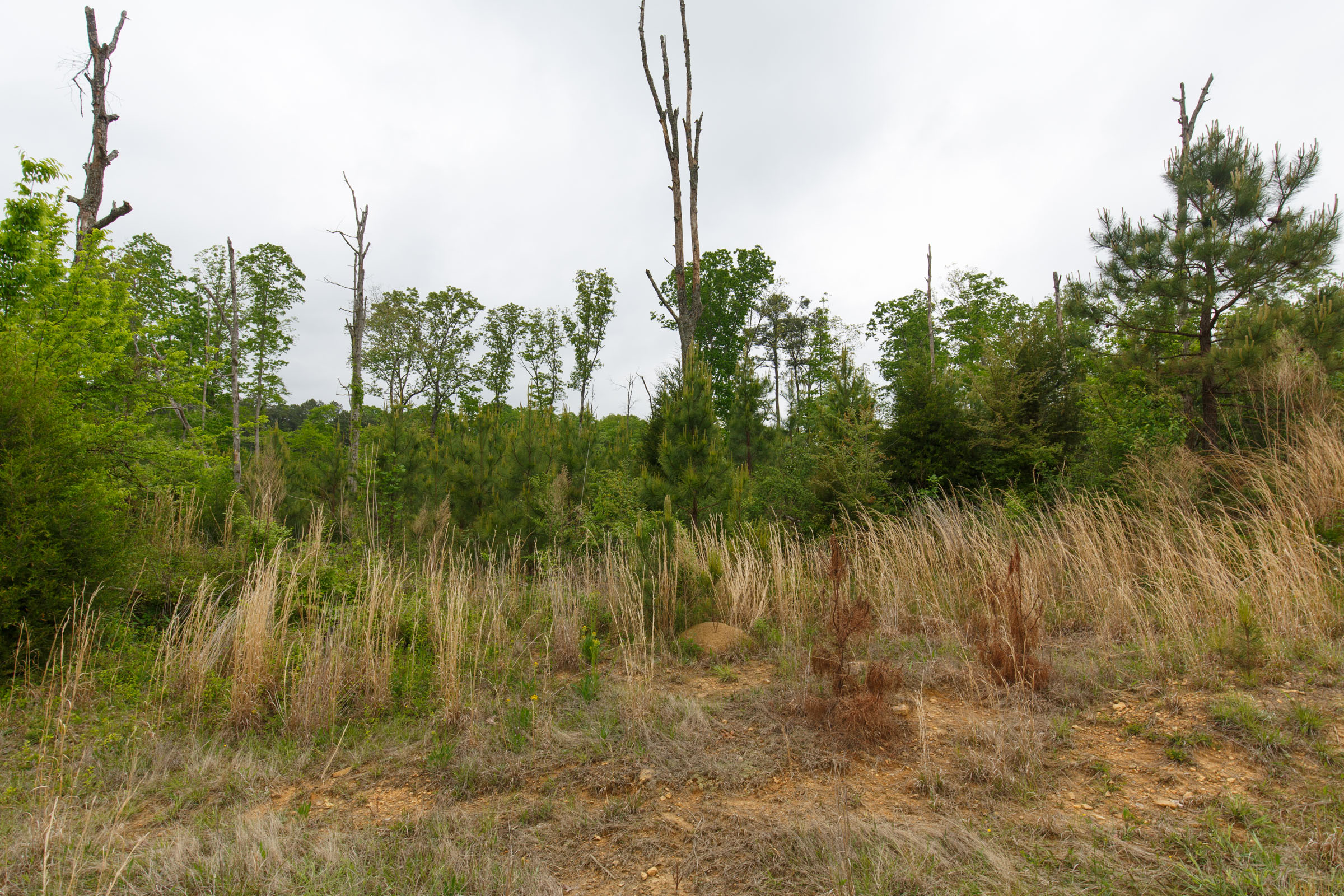 Tract 14 at Red Barn Ranch in Benton County, Tennessee