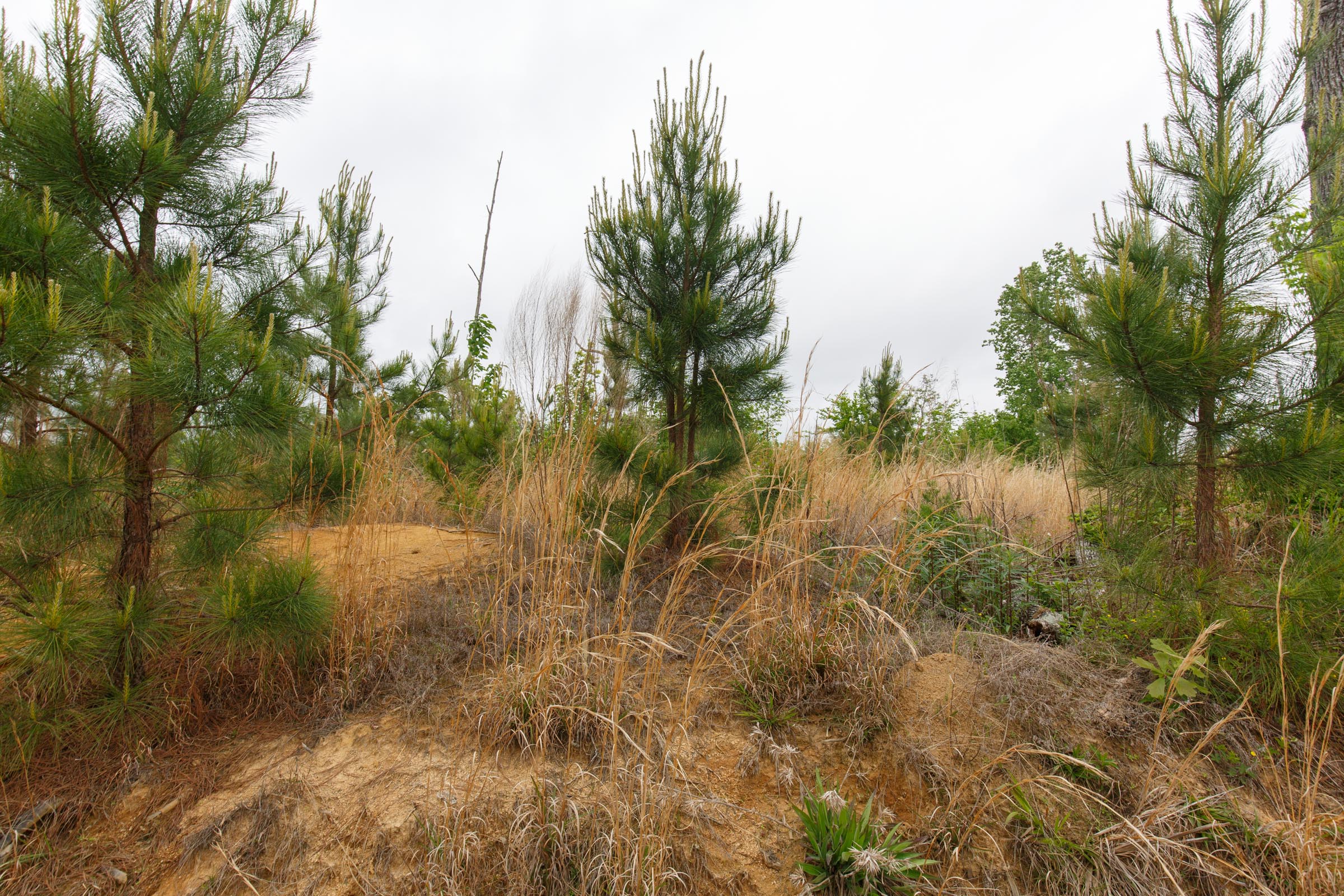 Tract 15 at Red Barn Ranch in Benton County, Tennessee