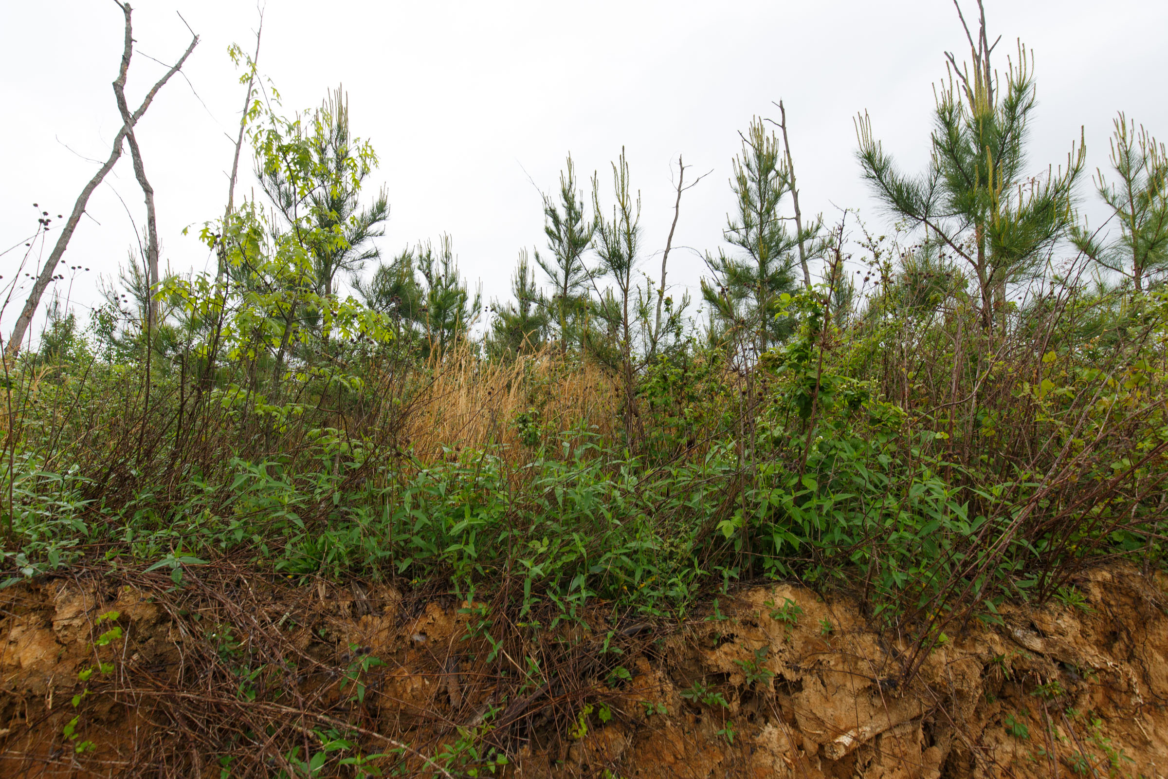 Tract 18 at Red Barn Ranch in Benton County, Tennessee