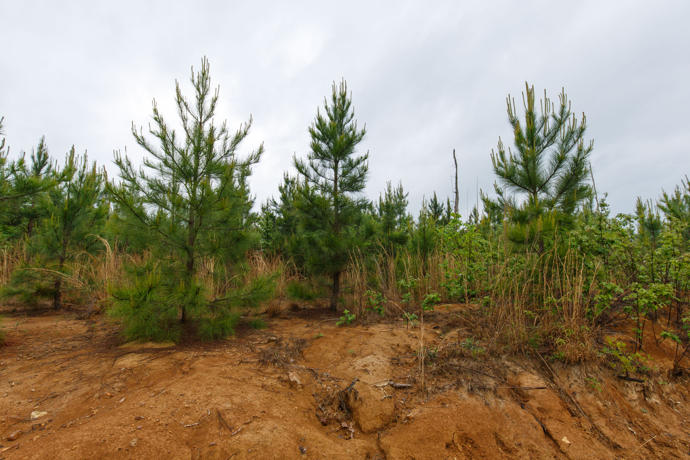 Tract 19 at Red Barn Ranch in Benton County, Tennessee
