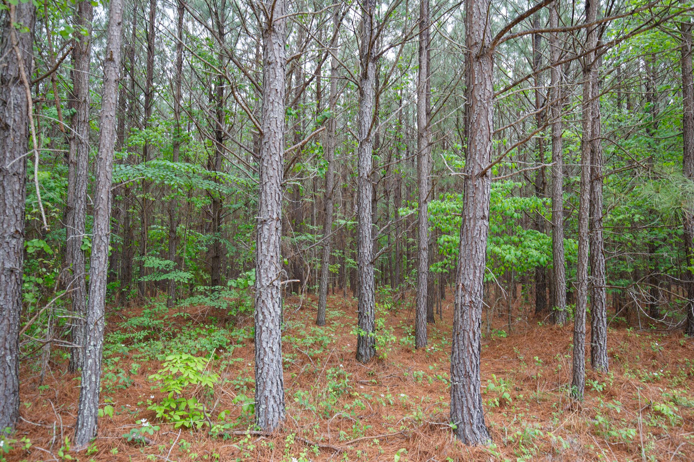 Tract 2 at Red Barn Ranch in Benton County, Tennessee