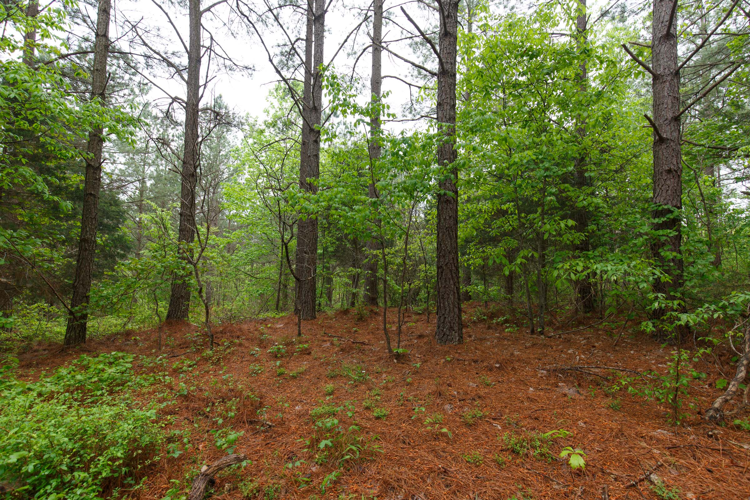 Tract 24 at Red Barn Ranch in Benton County, Tennessee