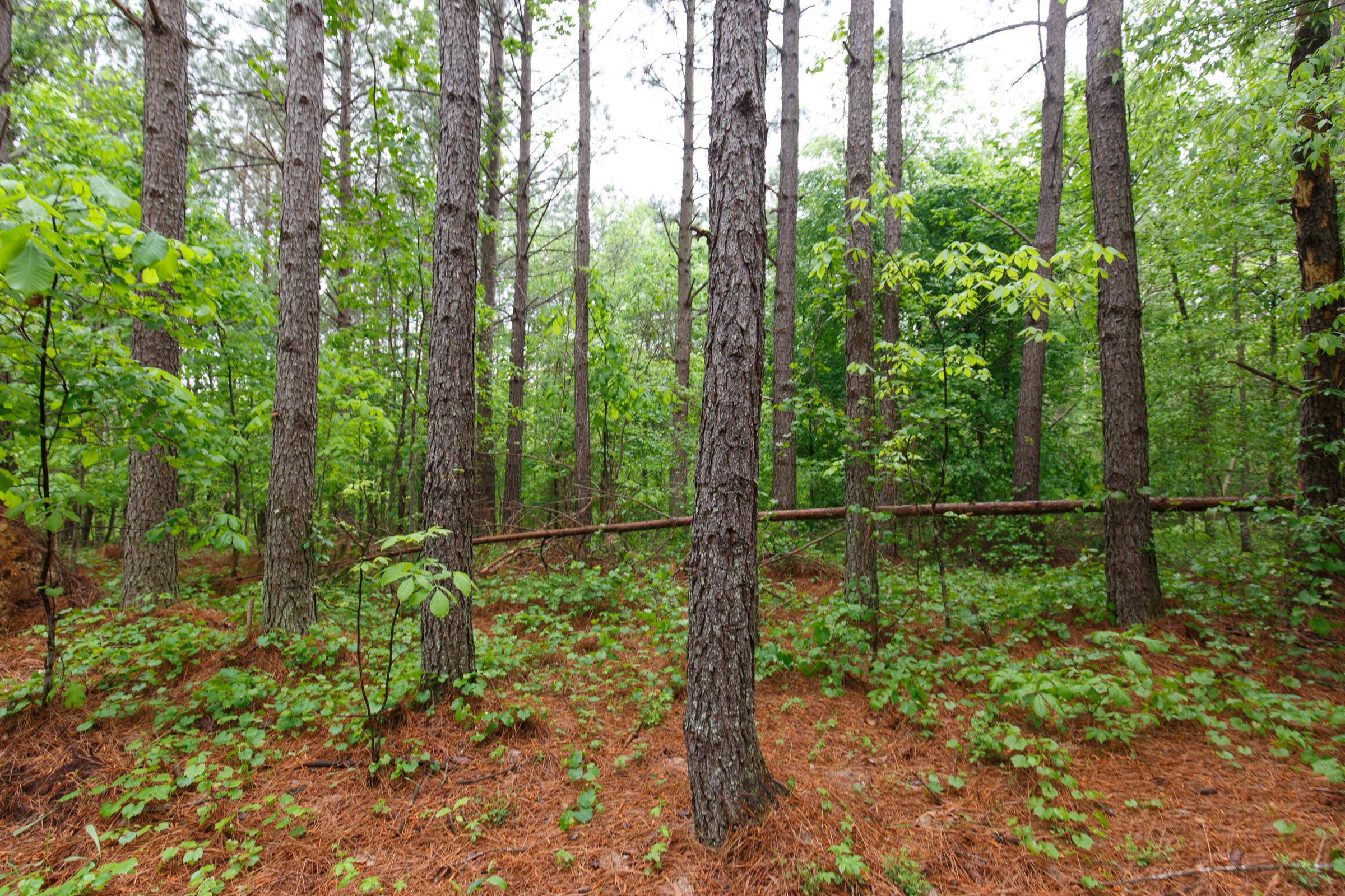 Tract 25 at Red Barn Ranch in Benton County, Tennessee