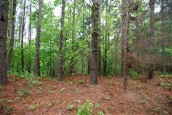 Red Barn Ranch Tract 28