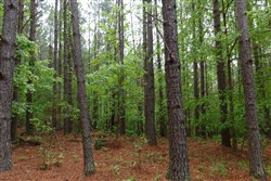 Red Barn Ranch Tract 28