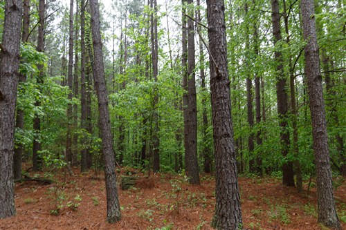 Red Barn Ranch Tract 28