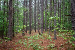 Red Barn Ranch Tract 28