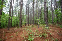 Red Barn Ranch Tract 28