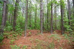 Red Barn Ranch Tract 28