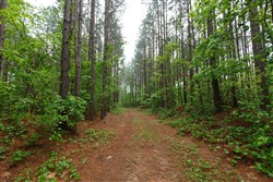 Red Barn Ranch Tract 29
