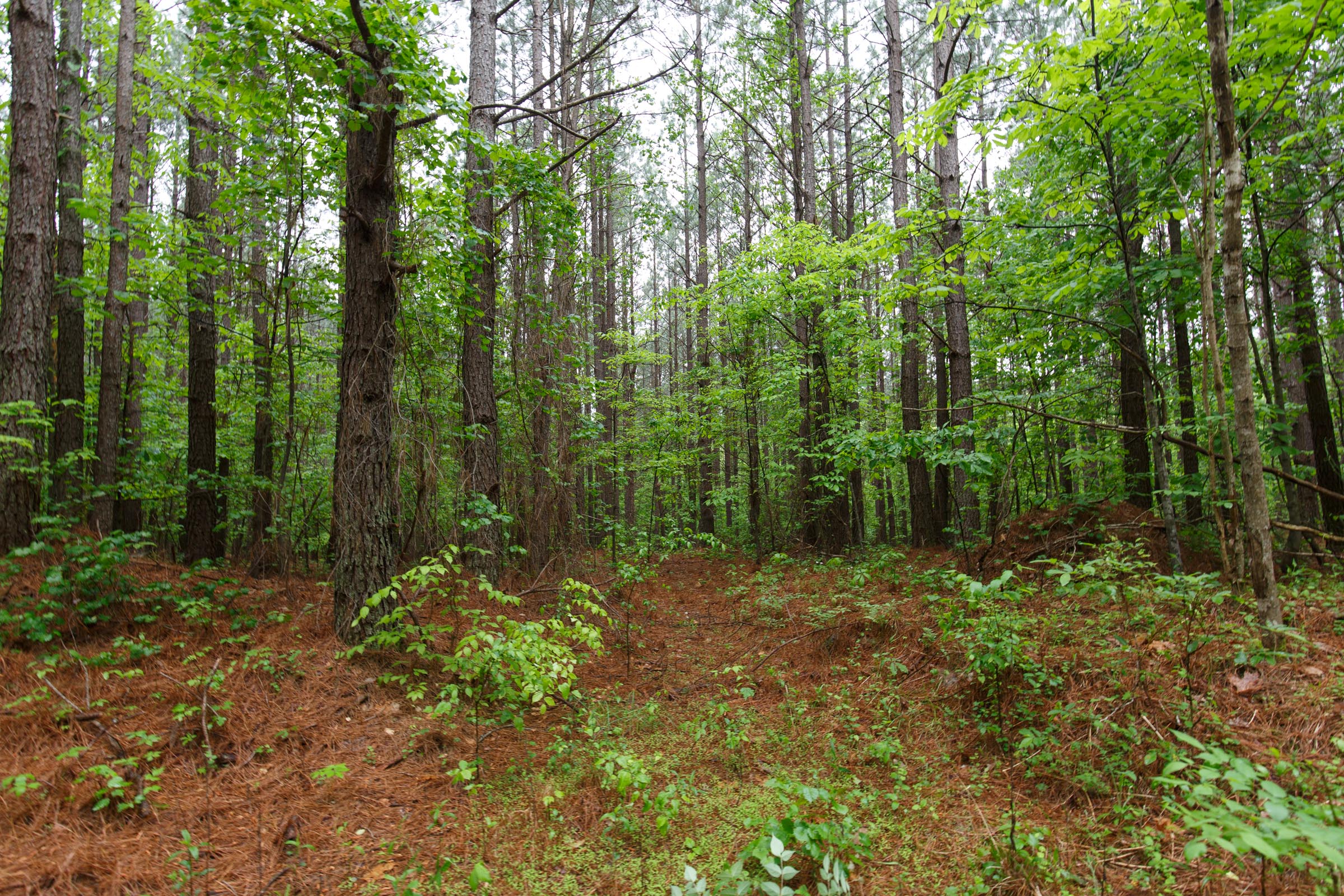 Tract 31 at Red Barn Ranch in Benton County, Tennessee