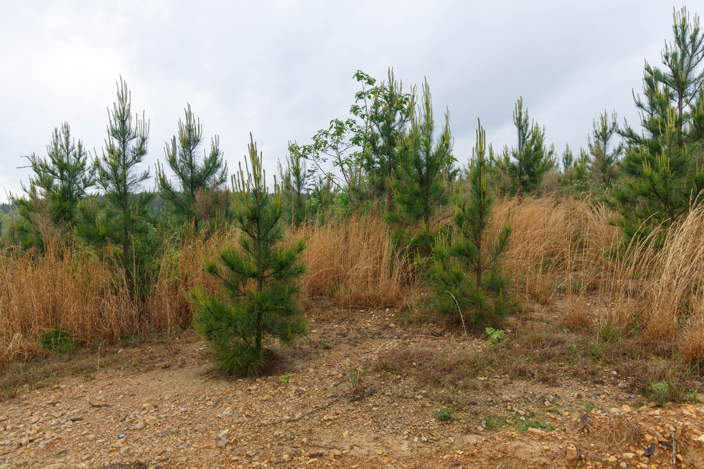 Tract 32 at Red Barn Ranch in Benton County, Tennessee