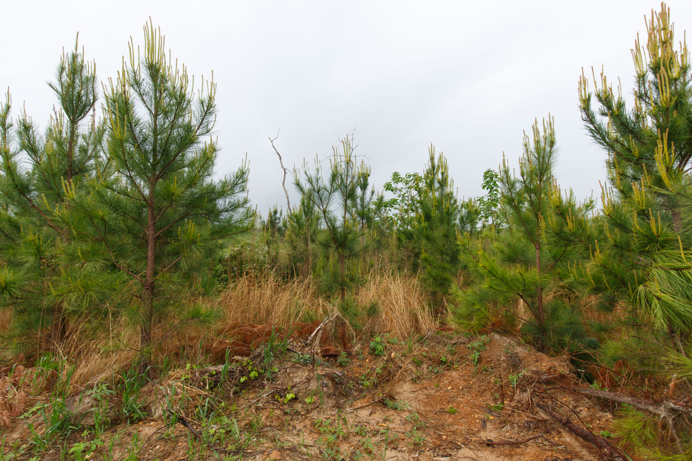 Tract 33 at Red Barn Ranch in Benton County, Tennessee