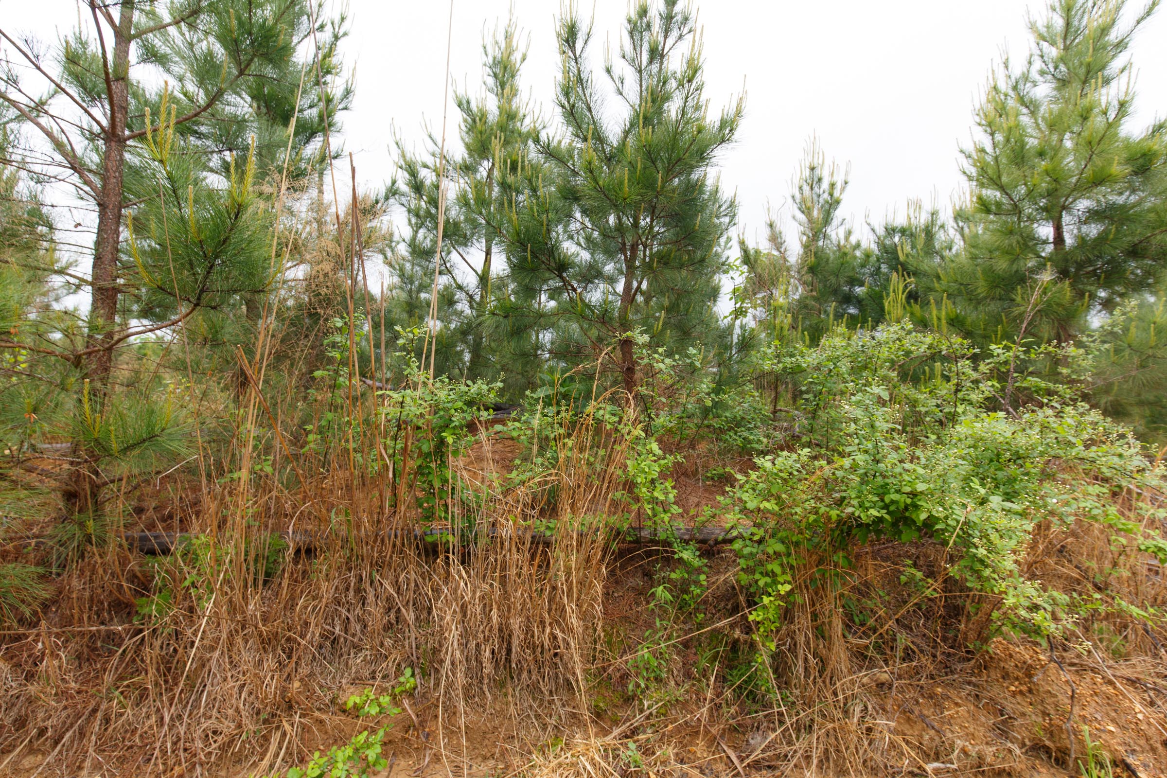 Tract 34 at Red Barn Ranch in Benton County, Tennessee
