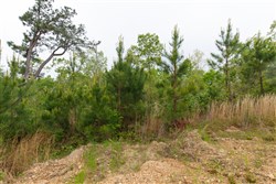 property photo for Red Barn Ranch Tract 36, 5.3 acres for sale in Benton County, Tennessee