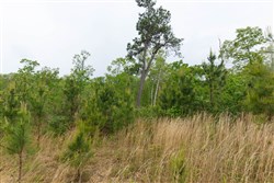 property photo for Red Barn Ranch Tract 36, 5.3 acres for sale in Benton County, Tennessee