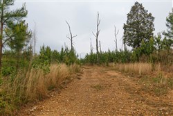 property photo for Red Barn Ranch Tract 36, 5.3 acres for sale in Benton County, Tennessee