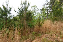property photo for Red Barn Ranch Tract 36, 5.3 acres for sale in Benton County, Tennessee