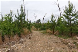 Red Barn Ranch Tract 37