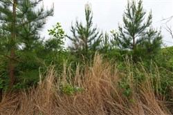 Red Barn Ranch Tract 37