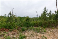 Red Barn Ranch Tract 37