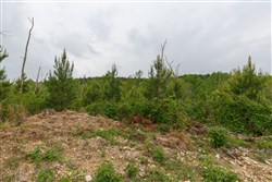 Red Barn Ranch Tract 37
