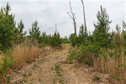 Red Barn Ranch Tract 37