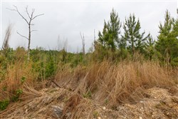 Red Barn Ranch Tract 37