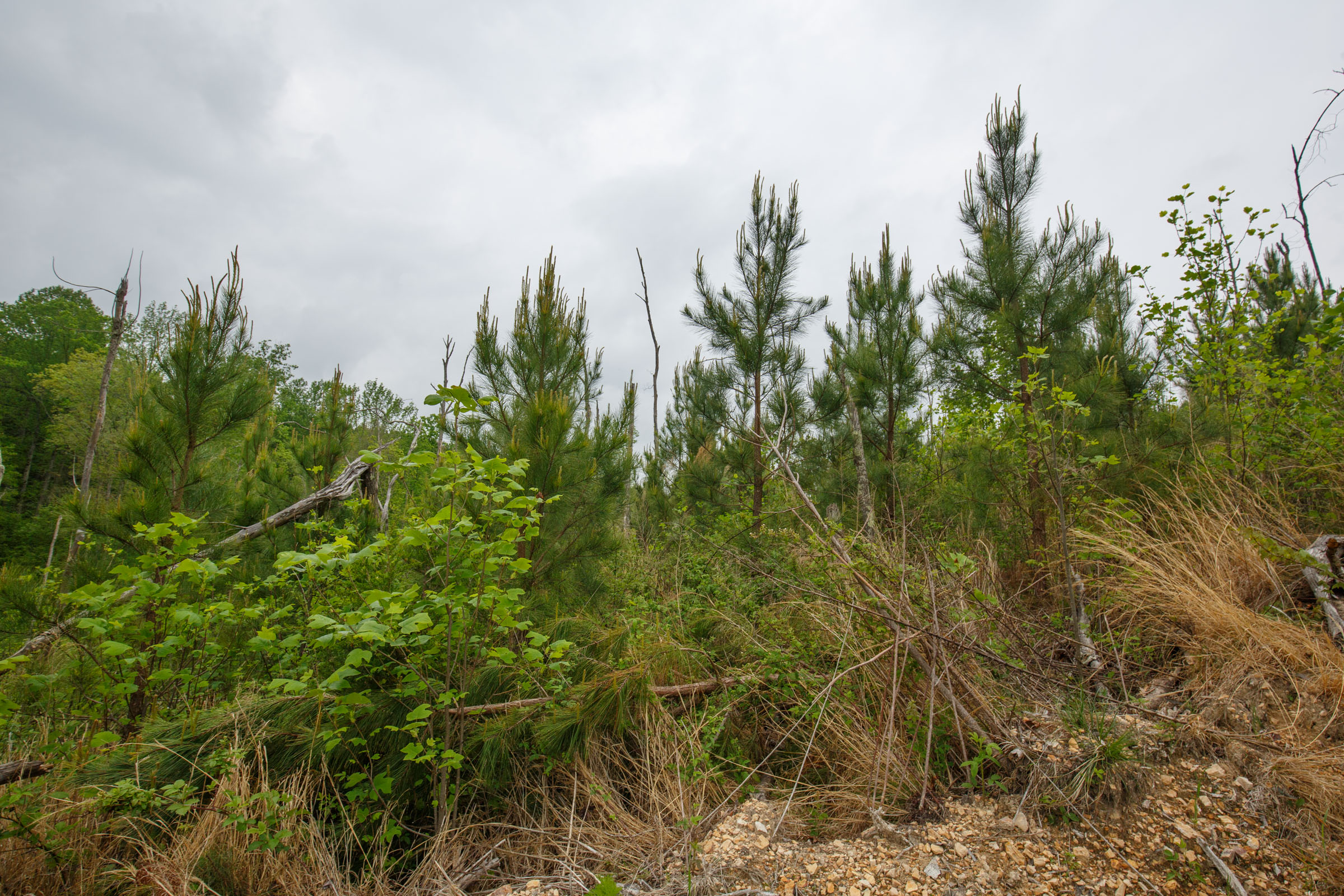 Tract 38 at Red Barn Ranch in Benton County, Tennessee