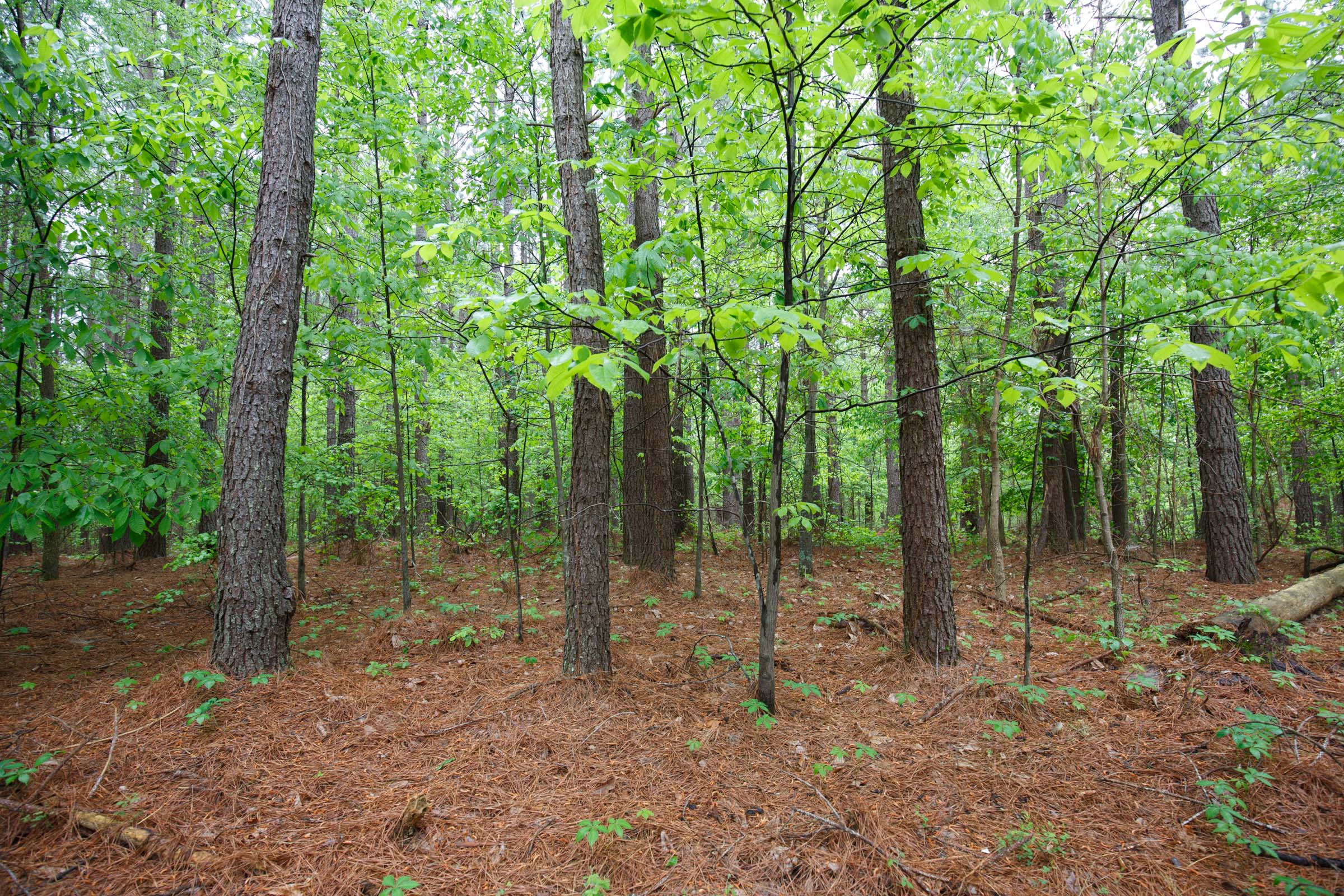 Tract 39 at Red Barn Ranch in Benton County, Tennessee