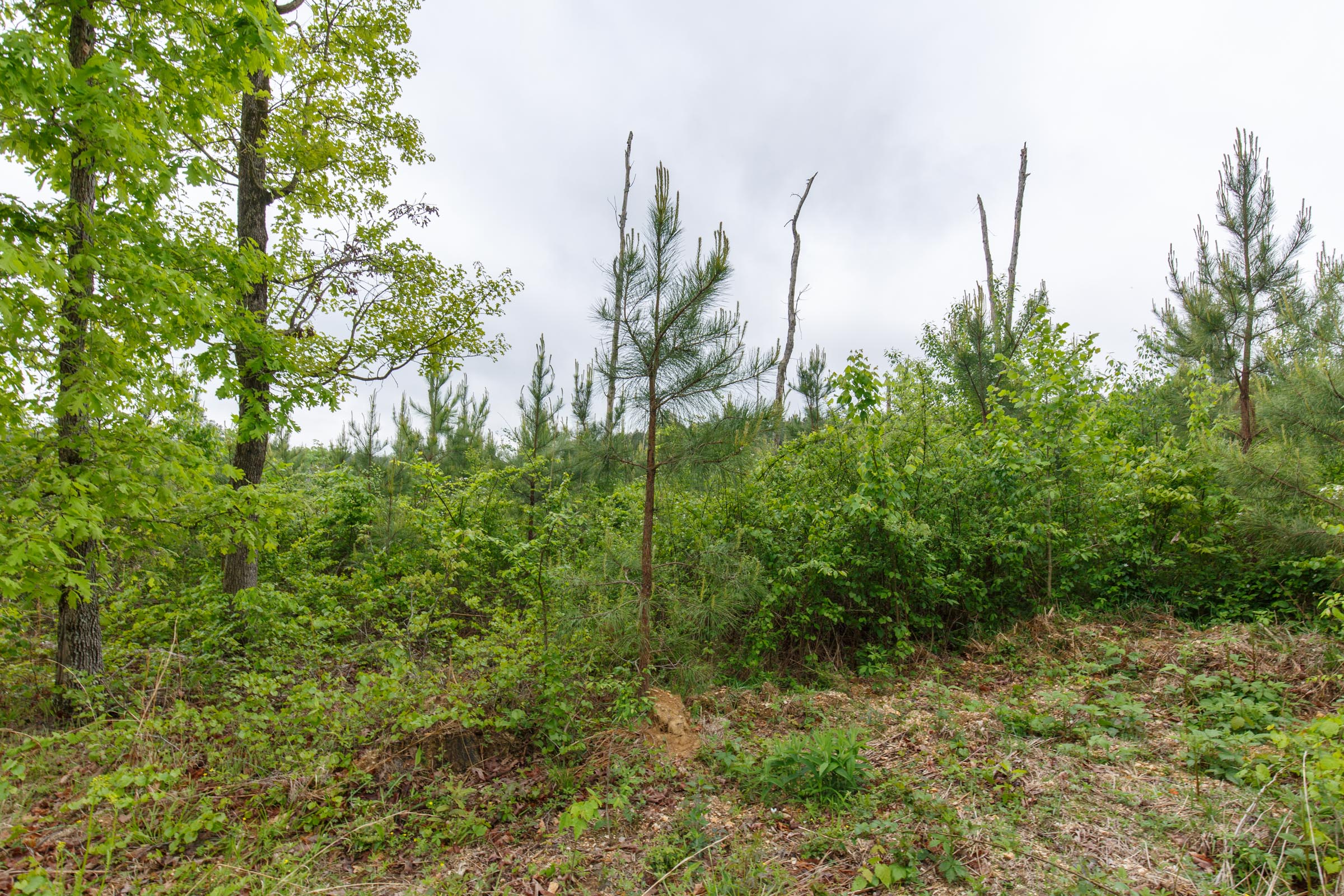 Tract 4 at Red Barn Ranch in Benton County, Tennessee