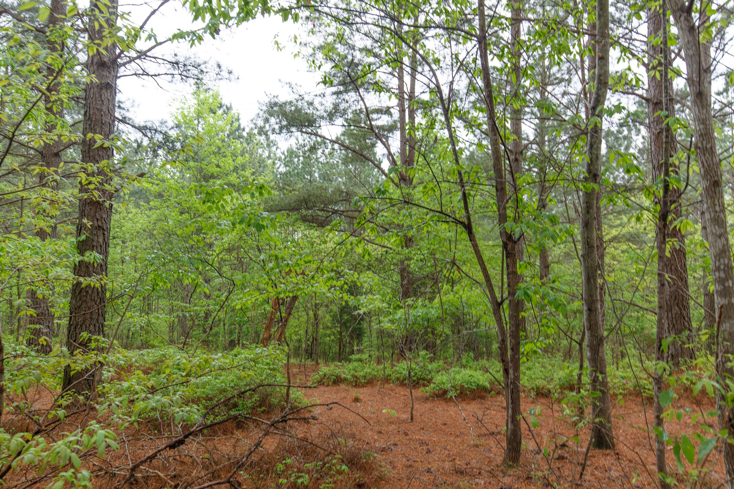 Tract 40 at Red Barn Ranch in Benton County, Tennessee