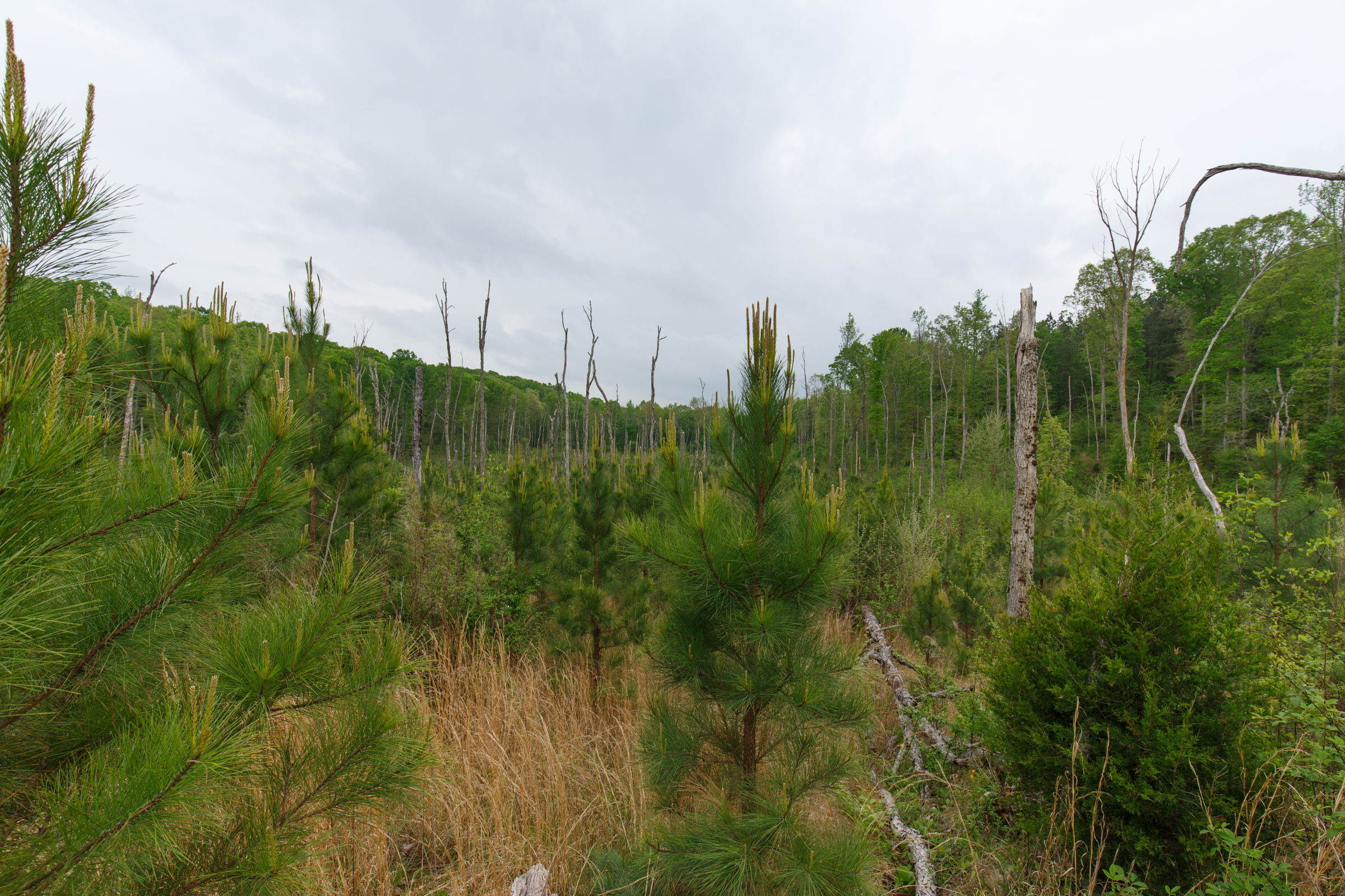 Tract 42 at Red Barn Ranch in Benton County, Tennessee