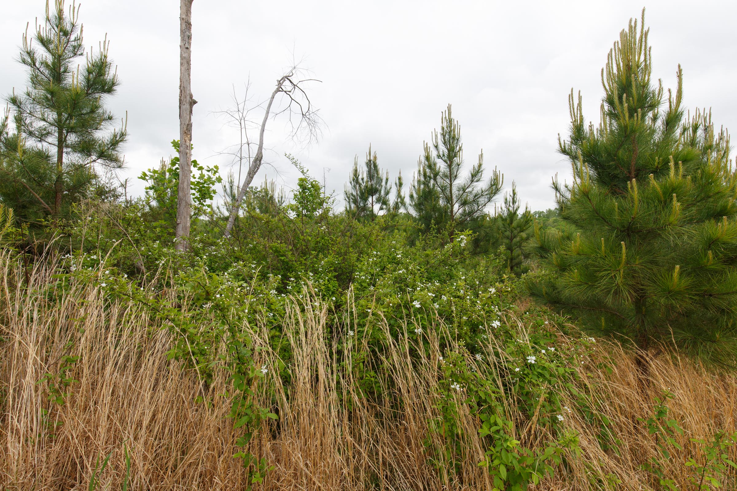 Tract 44 at Red Barn Ranch in Benton County, Tennessee