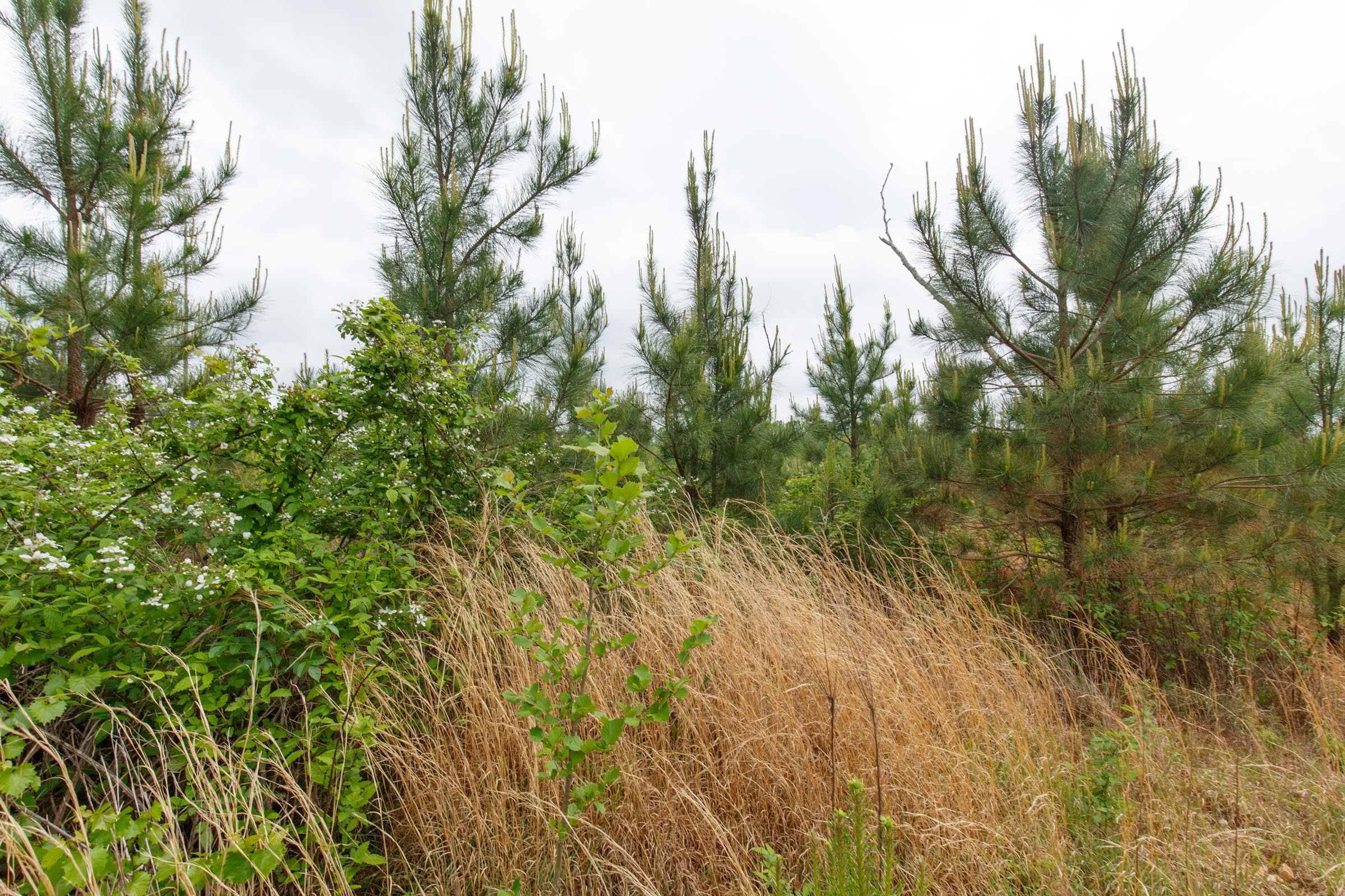 Tract 45 at Red Barn Ranch in Benton County, Tennessee