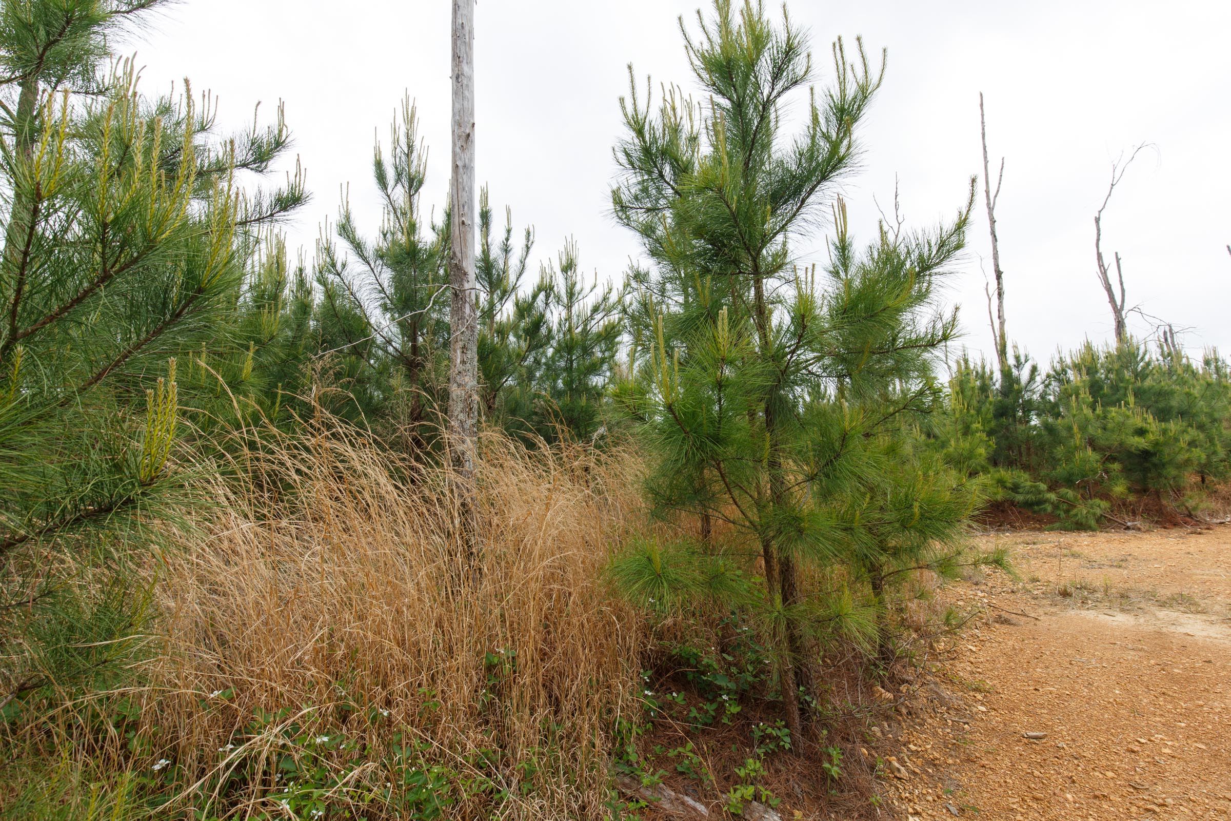 Tract 46 at Red Barn Ranch in Benton County, Tennessee