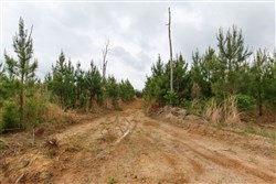 property photo for Red Barn Ranch Tract 47, 5.56 acres for sale in Benton County, Tennessee