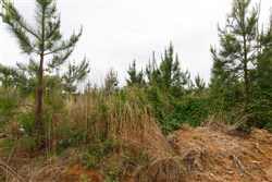 property photo for Red Barn Ranch Tract 47, 5.56 acres for sale in Benton County, Tennessee