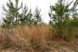 property photo for Red Barn Ranch Tract 47, 5.56 acres for sale in Benton County, Tennessee