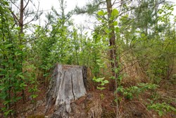 property photo for Red Barn Ranch Tract 47, 5.56 acres for sale in Benton County, Tennessee