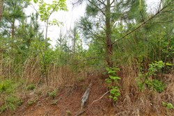 property photo for Red Barn Ranch Tract 47, 5.56 acres for sale in Benton County, Tennessee