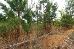 property photo for Red Barn Ranch Tract 47, 5.56 acres for sale in Benton County, Tennessee
