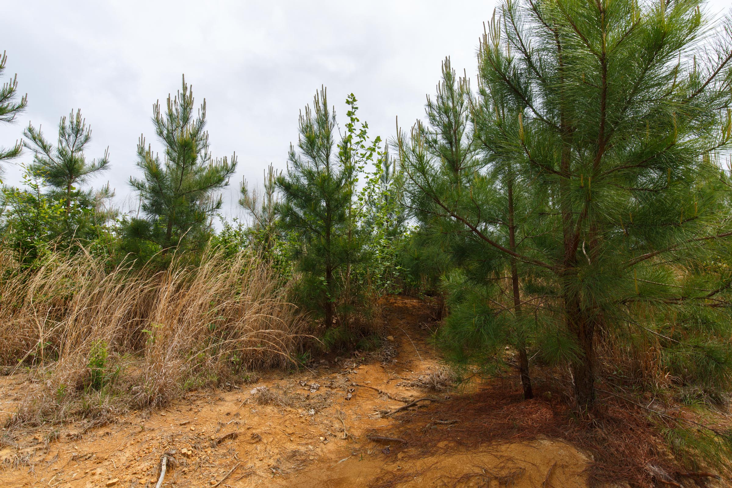 Tract 49 at Red Barn Ranch in Benton County, Tennessee