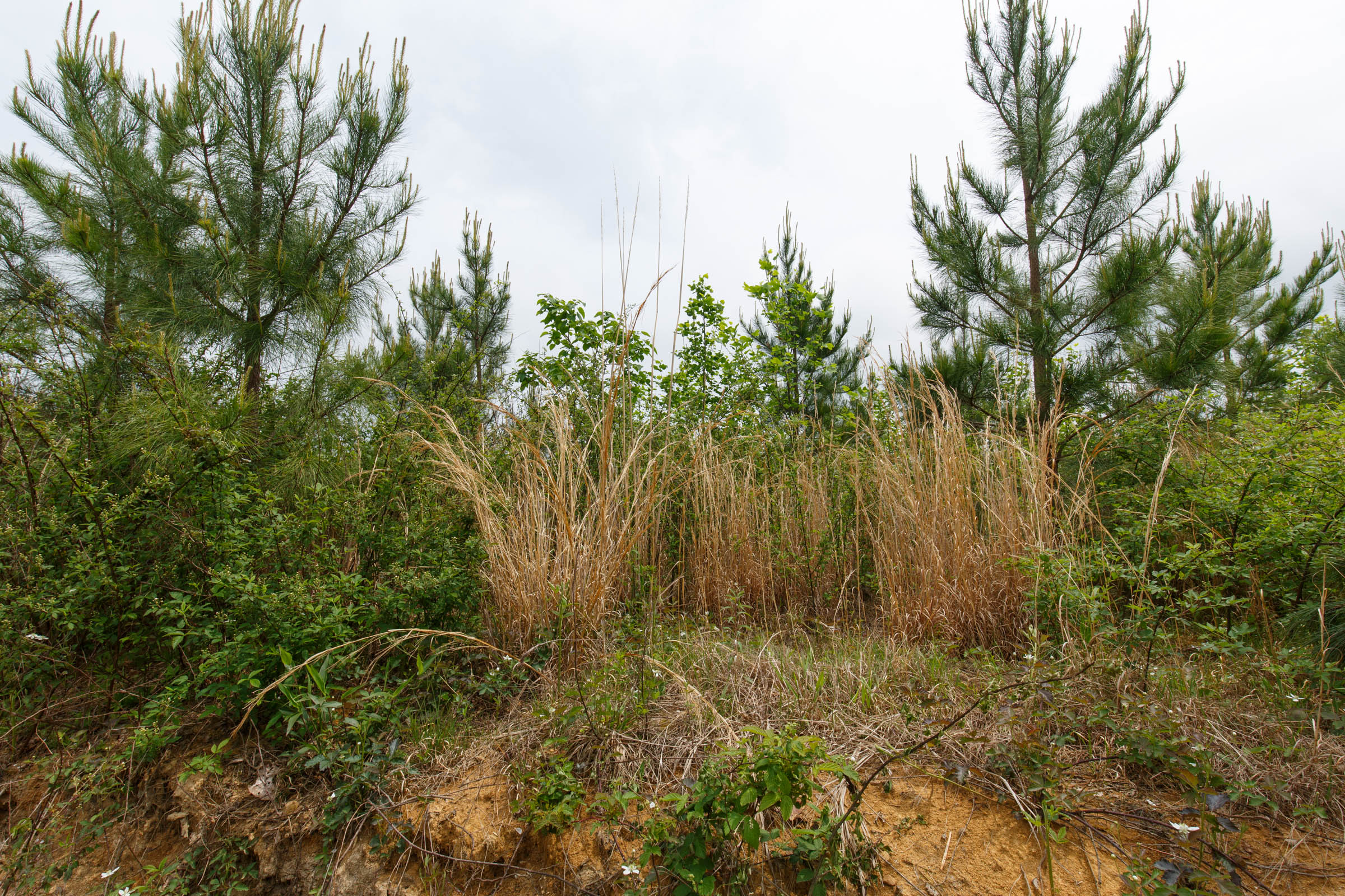 Tract 51 at Red Barn Ranch in Benton County, Tennessee