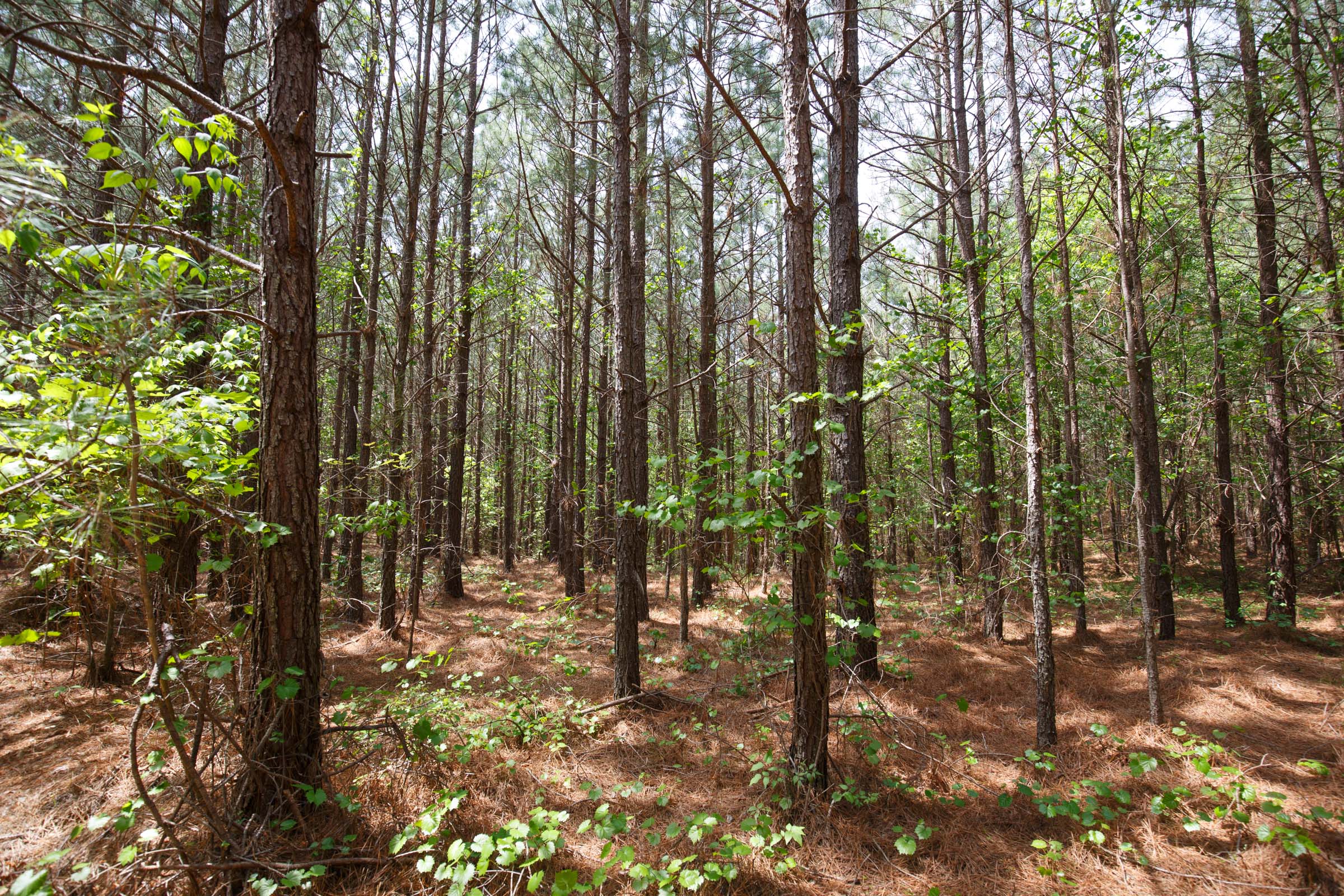 Tract 52 at Red Barn Ranch in Benton County, Tennessee