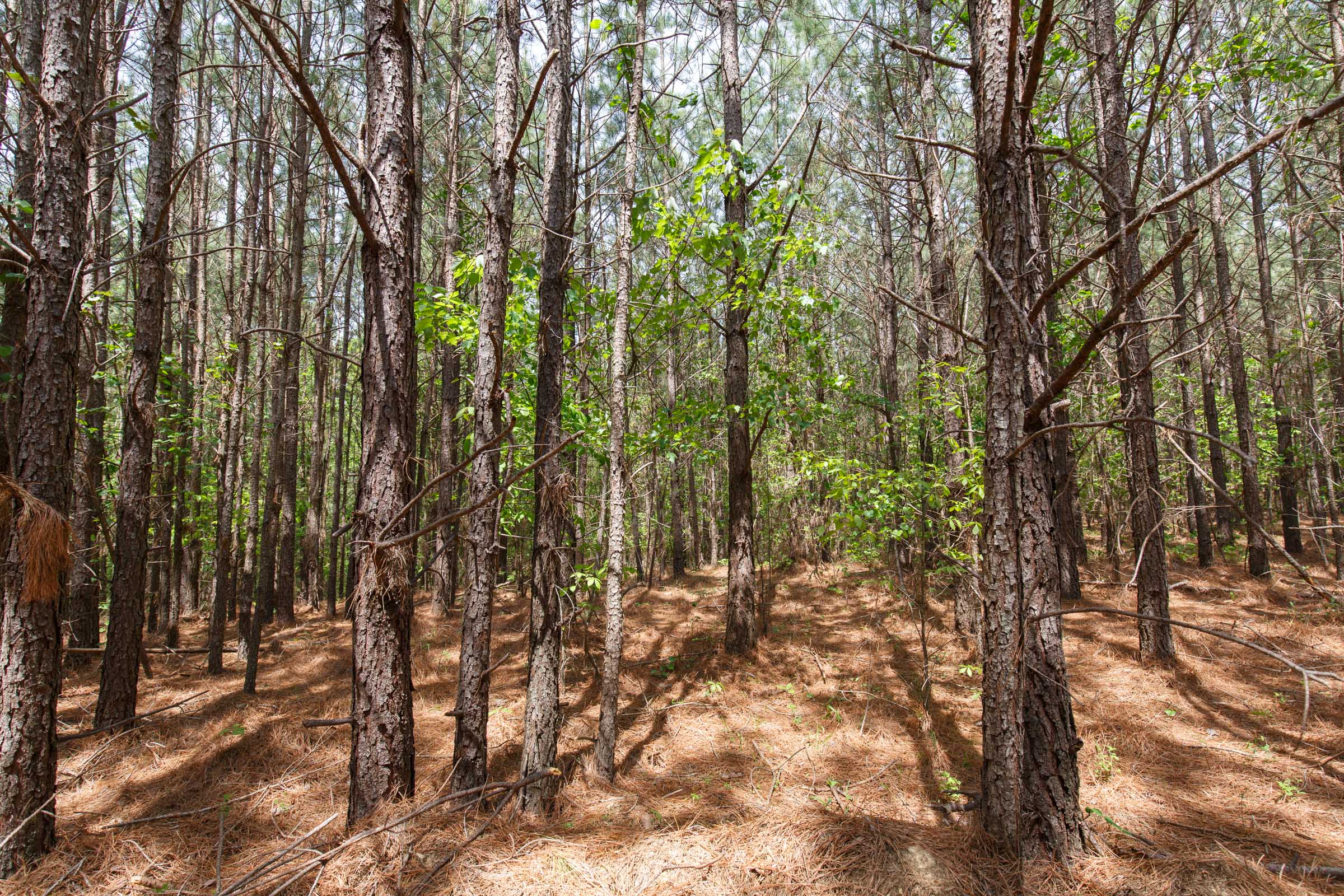 Tract 53 at Red Barn Ranch in Benton County, Tennessee
