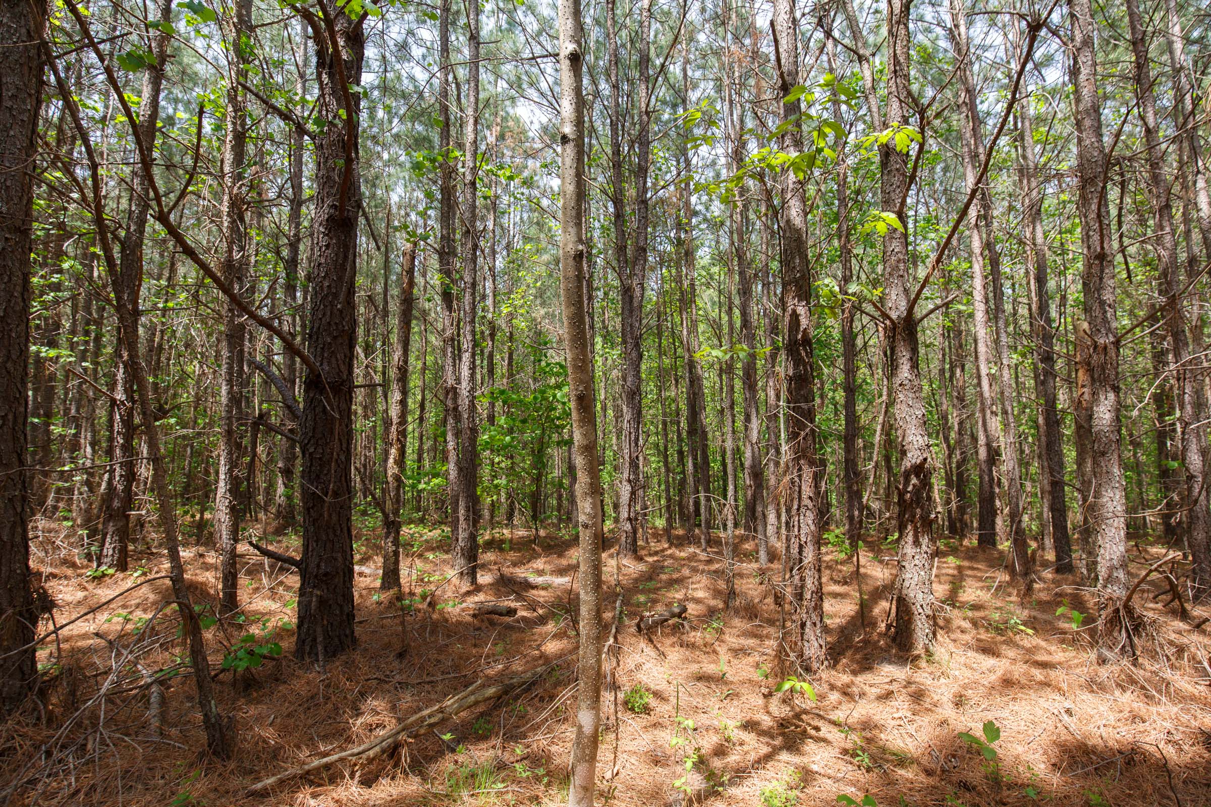 Tract 54 at Red Barn Ranch in Benton County, Tennessee