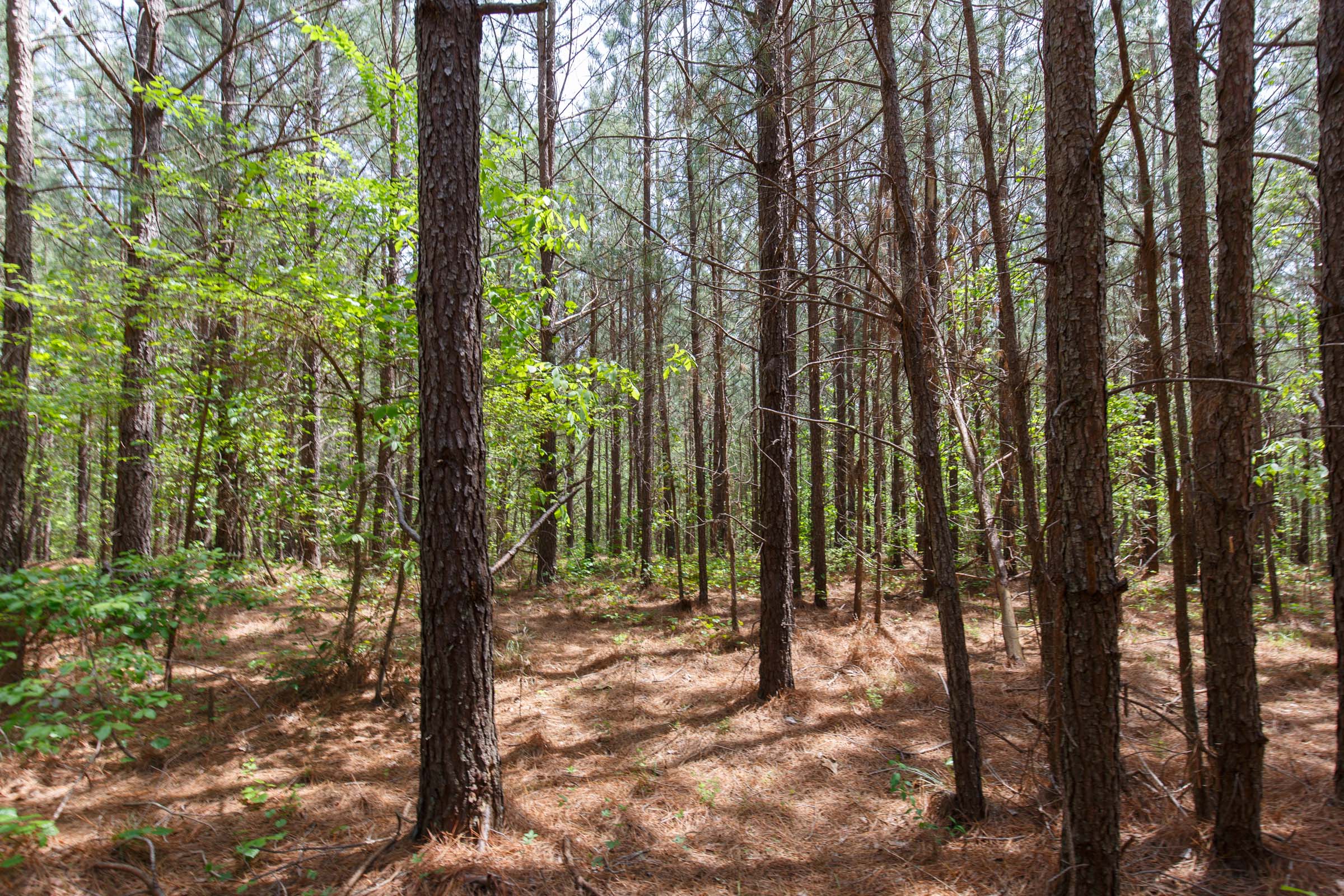 Tract 55 at Red Barn Ranch in Benton County, Tennessee