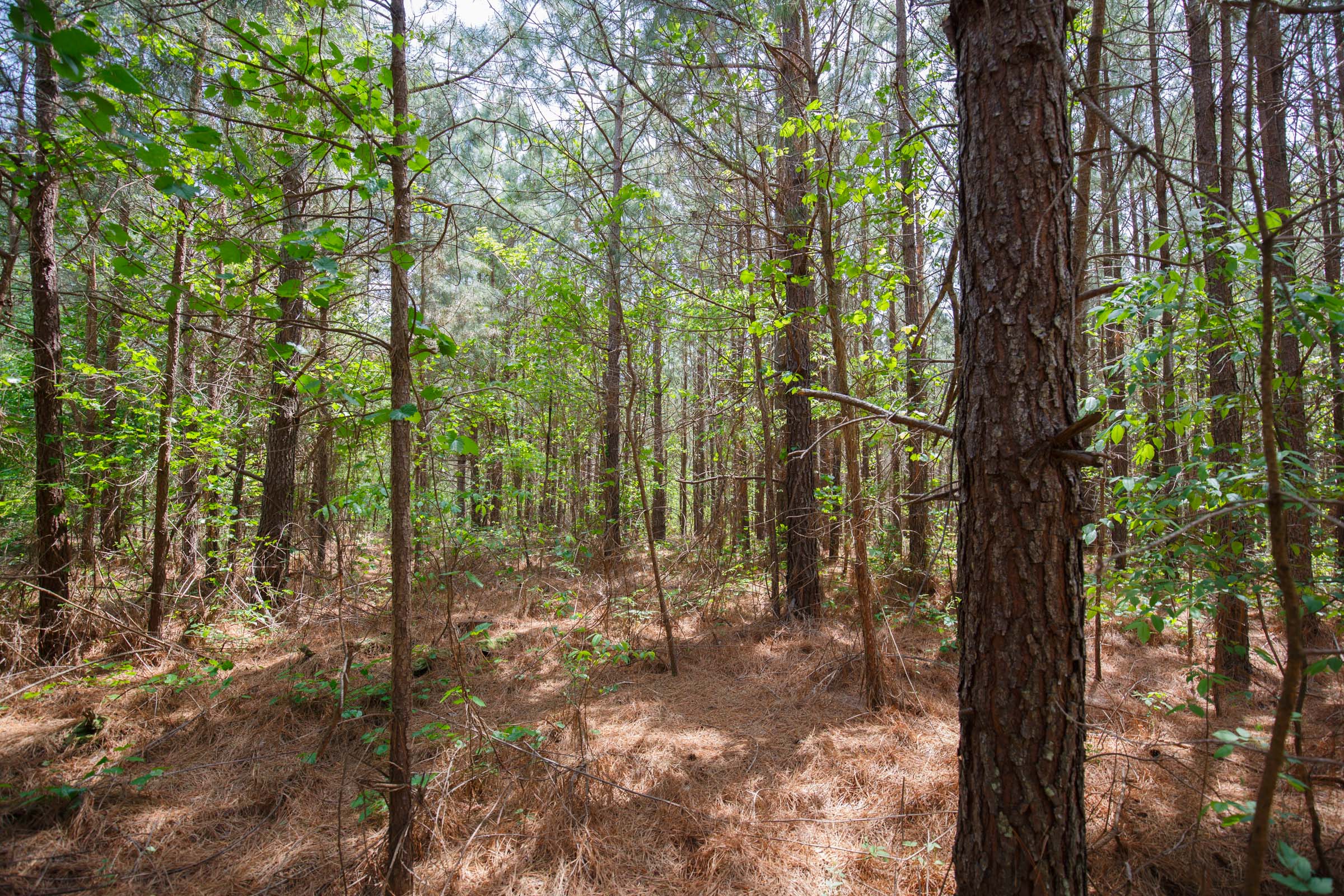 Tract 56 at Red Barn Ranch in Benton County, Tennessee