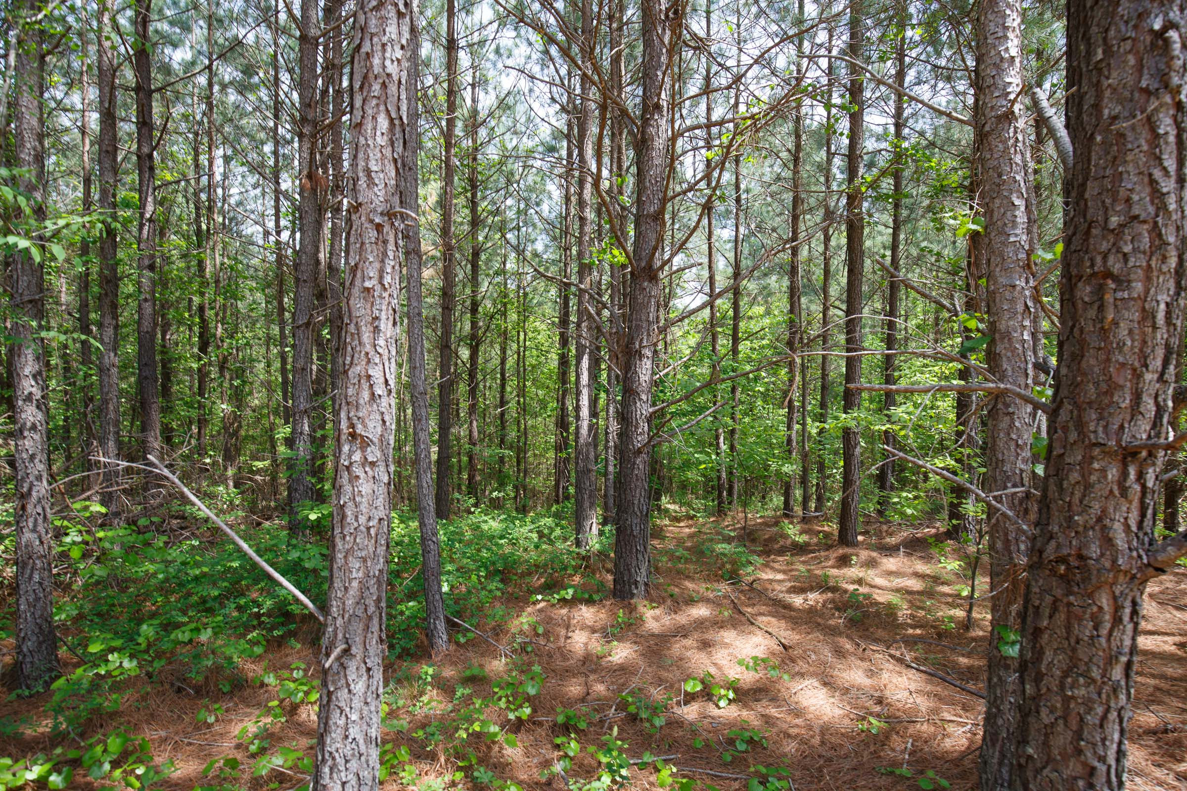 Tract 57 at Red Barn Ranch in Benton County, Tennessee